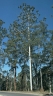 Logo for High Tech Tree Services (NSW) Pty Ltd