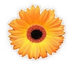 Kingswood Florist & Creative Balloons Logo