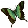 Logo for Decluttering and Organising Services Sydney & Blue Mountains