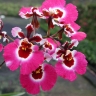Logo for Orchids & Orchid Supplies @ Easy Orchids