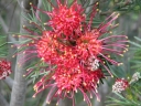Logo for Grevillea Gardens